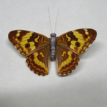 26T0677